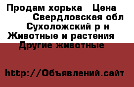 Продам хорька › Цена ­ 6 000 - Свердловская обл., Сухоложский р-н Животные и растения » Другие животные   